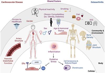Roles of Hormone Replacement Therapy and Menopause on Osteoarthritis and Cardiovascular Disease Outcomes: A Narrative Review
